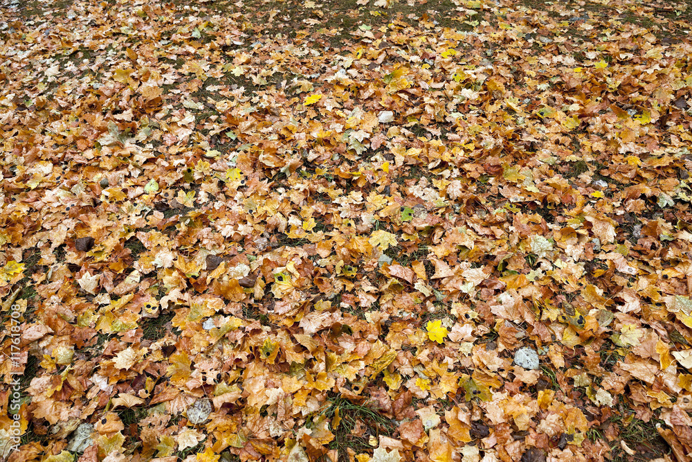 The fallen to the ground The fallen to the ground