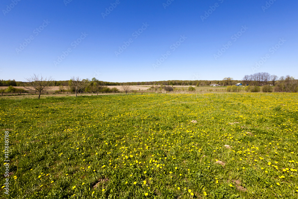 green vegetation, field