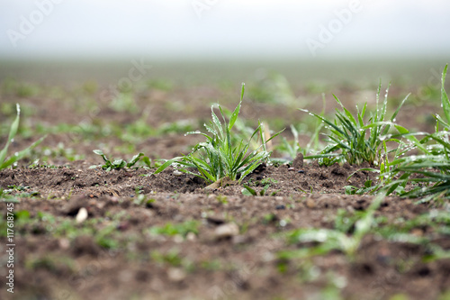 young grass plants, close-up