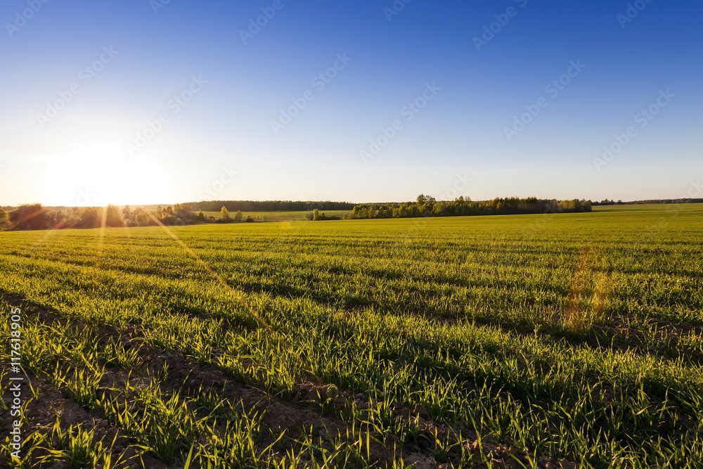 Agriculture. cereals. Spring