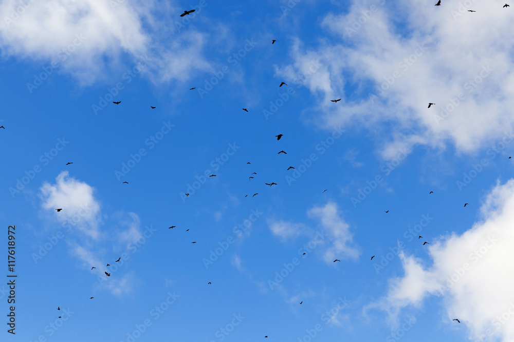 birds flying in the sky