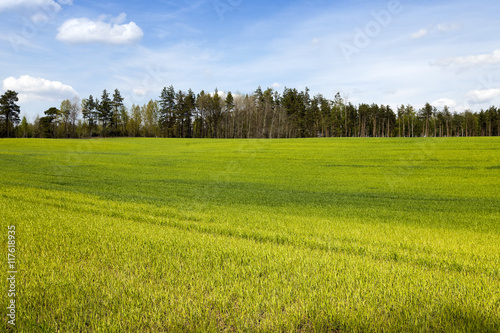 wheat field in spring