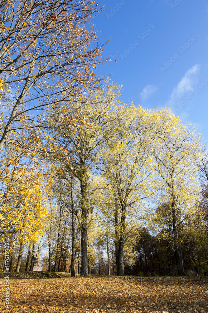 autumn foliage , the sky,