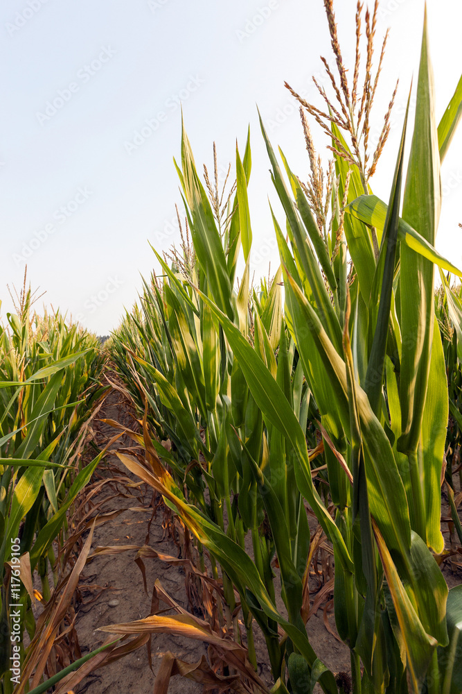 Obraz premium Green immature corn