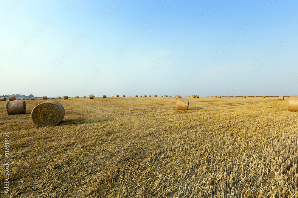 Fototapeta premium agricultural field wheat
