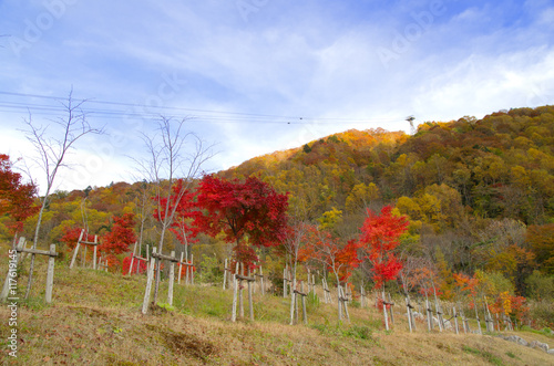 Japan Alps,Shinhotaka Ropeway and Fall foliage
 photo