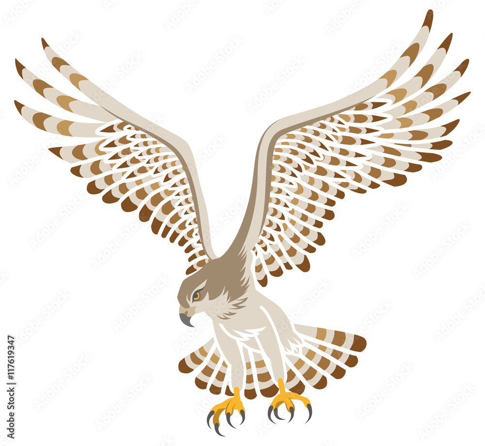 Obraz premium 鷹 飛ぶ 白バック