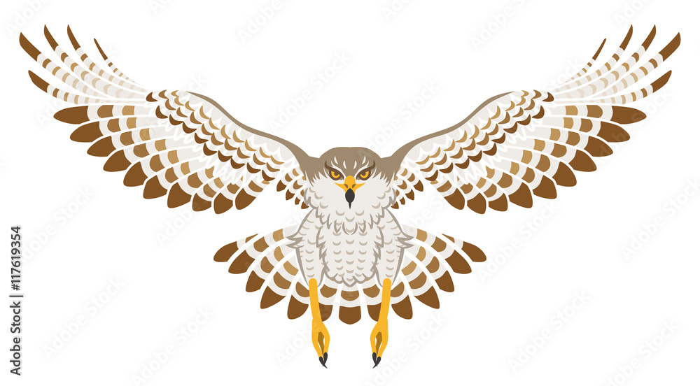 Obraz premium 鷹 飛ぶ 正面 白バック