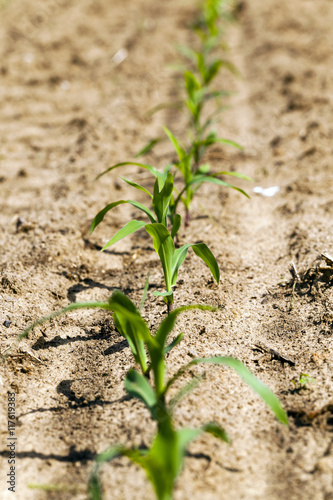 young corn plants , Close-up.