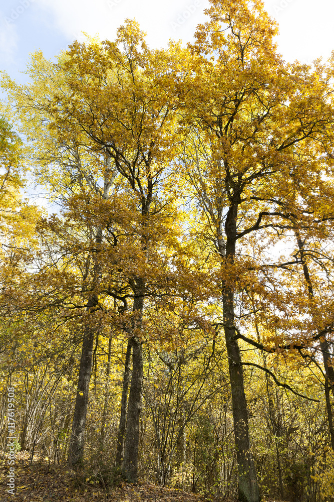 Fototapeta premium Nature in autumn season