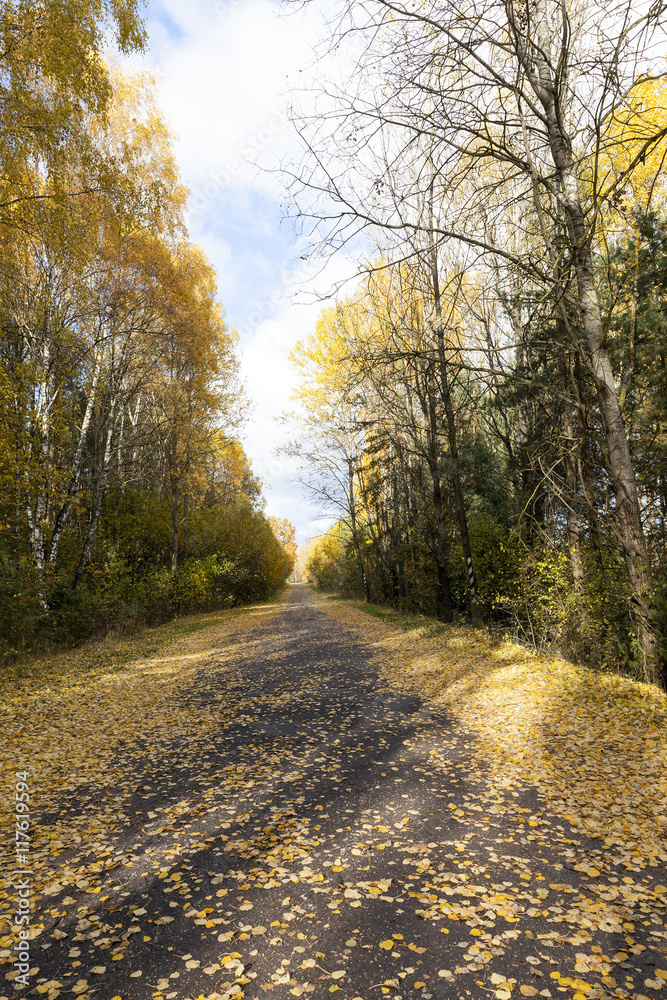 autumn foliage and rural road,