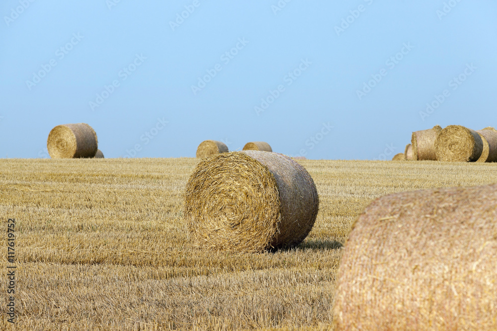 Fototapeta premium haystacks in a field of straw