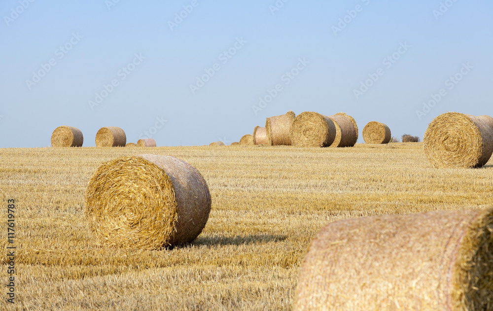 stack of straw in the field