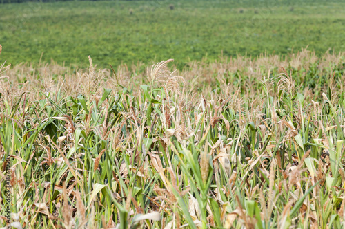 corn field, summer