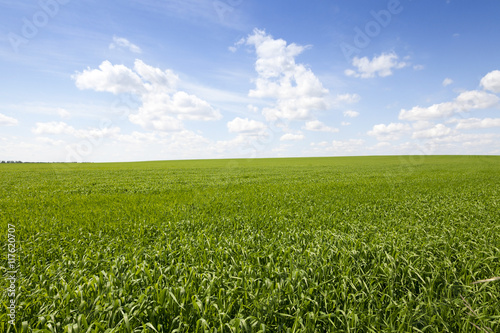 field with cereals