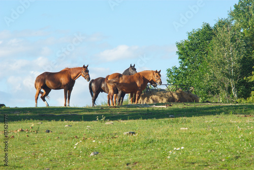 horses at the farm on a green hill 