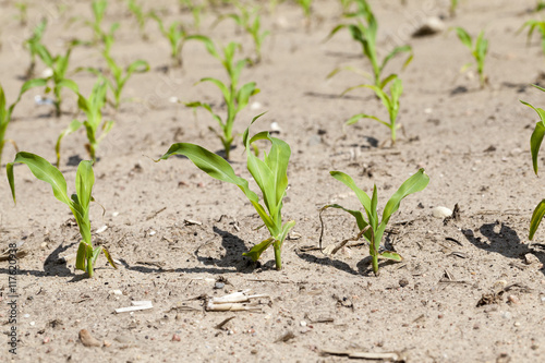 young sprout of corn