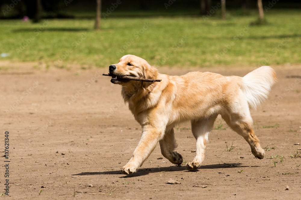Golden Retriever playing in the park wilth a stick