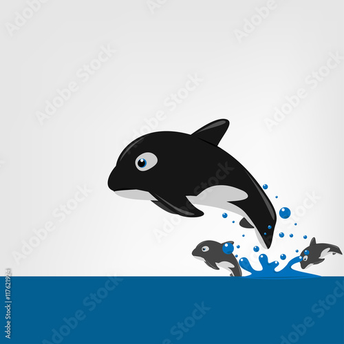 The killer whale (Orcinus orca) Vector illustration.