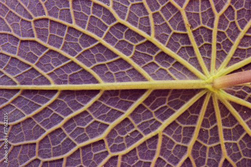 close up of leaf textures