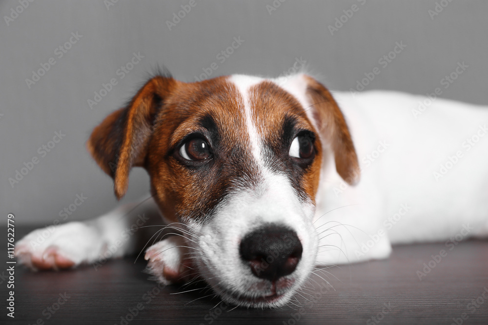 Cute small dog Jack Russell terrier on dark background