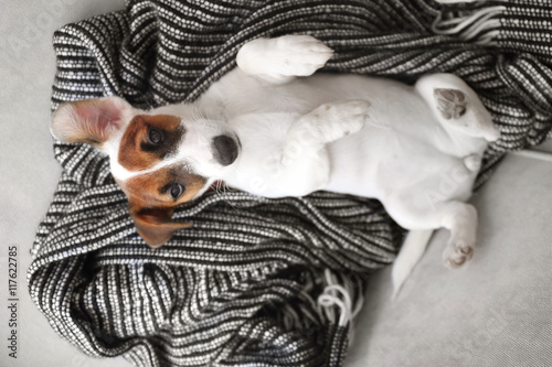 Cute small dog Jack Russell terrier on couch © Africa Studio