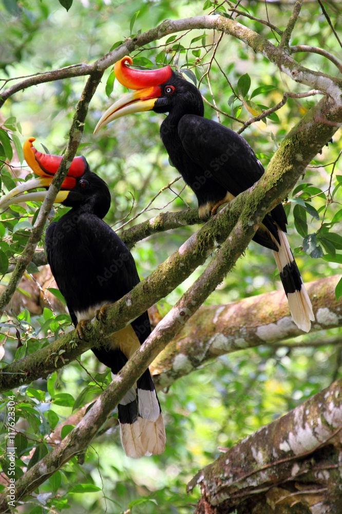 Fototapeta premium Pair of Rhinoceros Hornbills (Buceros rhinoceros) in Borneo, Malaysia