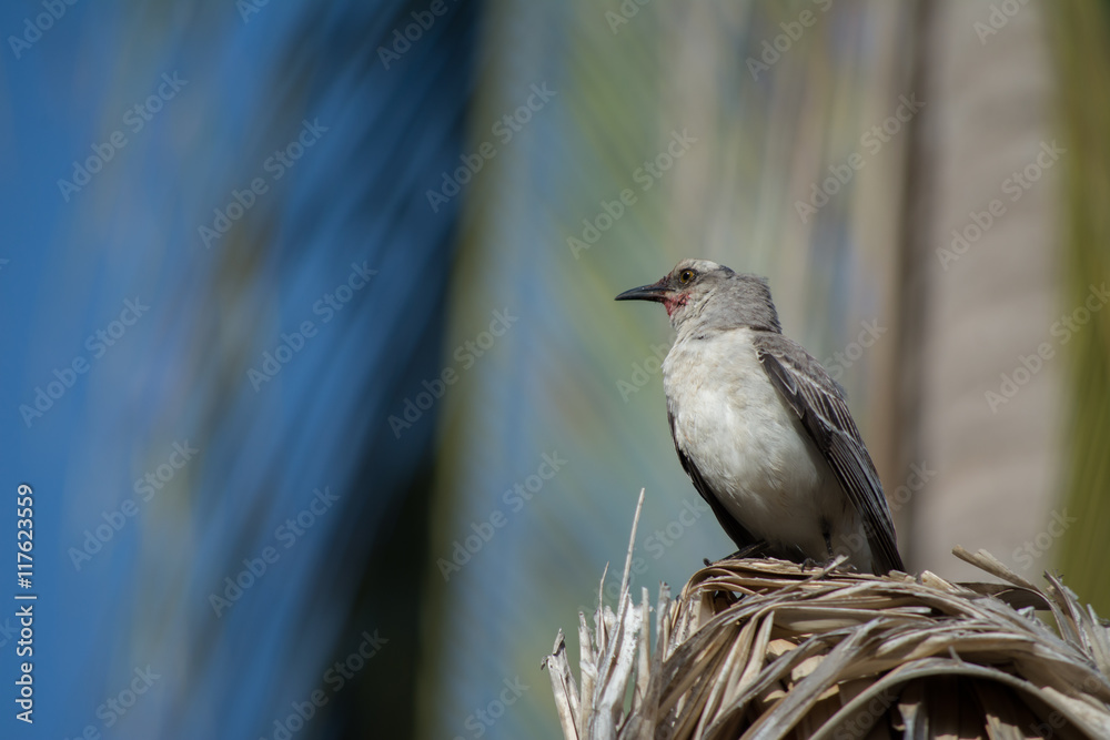 Fototapeta premium El pájaro en la sombrilla está vigilante.