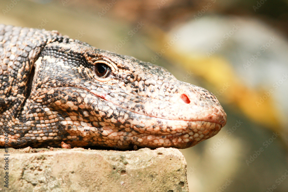 Naklejka premium Asian giant water monitor goanna varan close up portrait