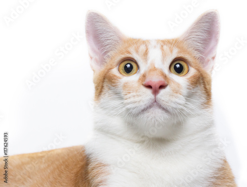 Red male cat looking perplexed isolated on white