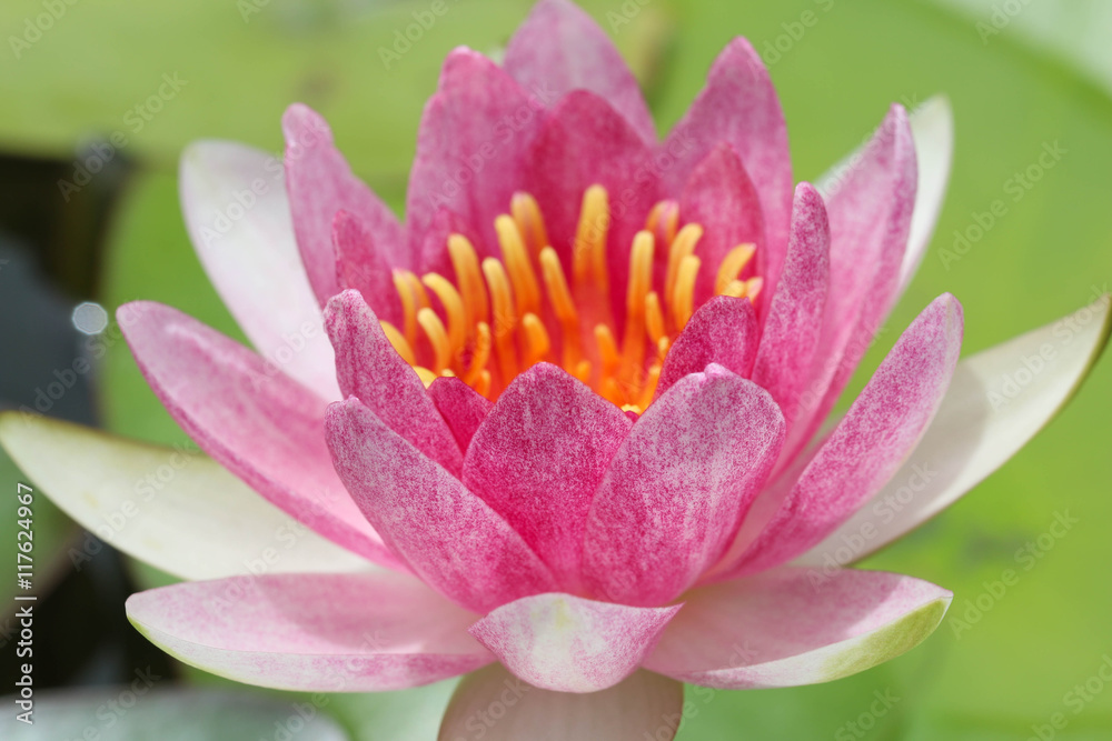close up of yellow-pink lotus flower. close up of yellow-pink lotus flower.