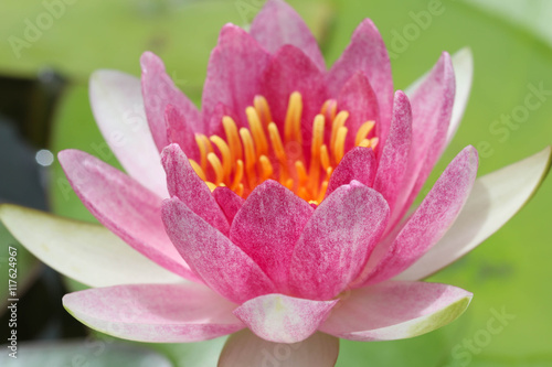 close up of yellow-pink lotus flower.
