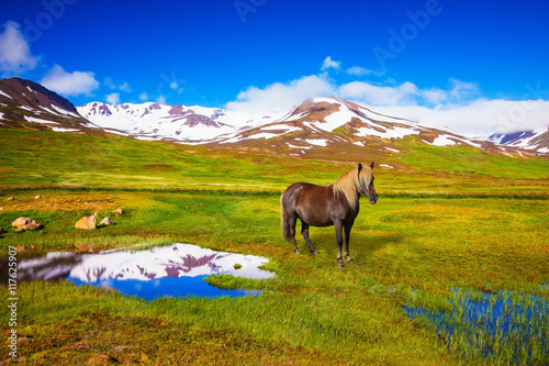 Fototapeta Naklejka Na Ścianę i Meble -   Chestnut Icelandic horse grazing in the meadow