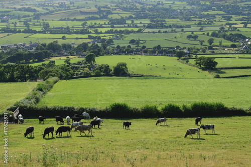 Farmland landscape in Axe Valley  Devon