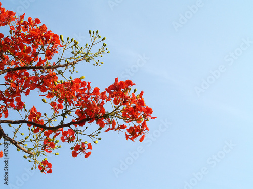 orange red flower (flame tree, flamboyant, royal poinciana or red bird of paradise) with blue sky, tropical ornamental plant with beautiful bright colorful inflorescence widely grown in public park
