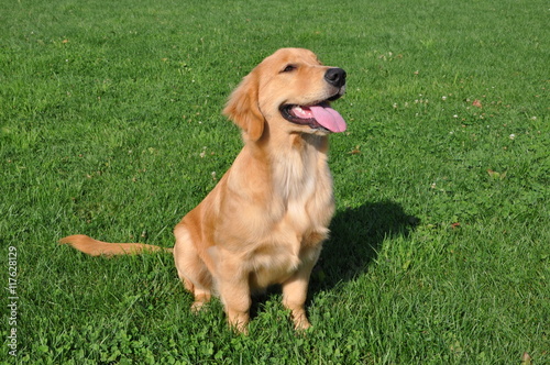 ゴールデンレトリーバー犬