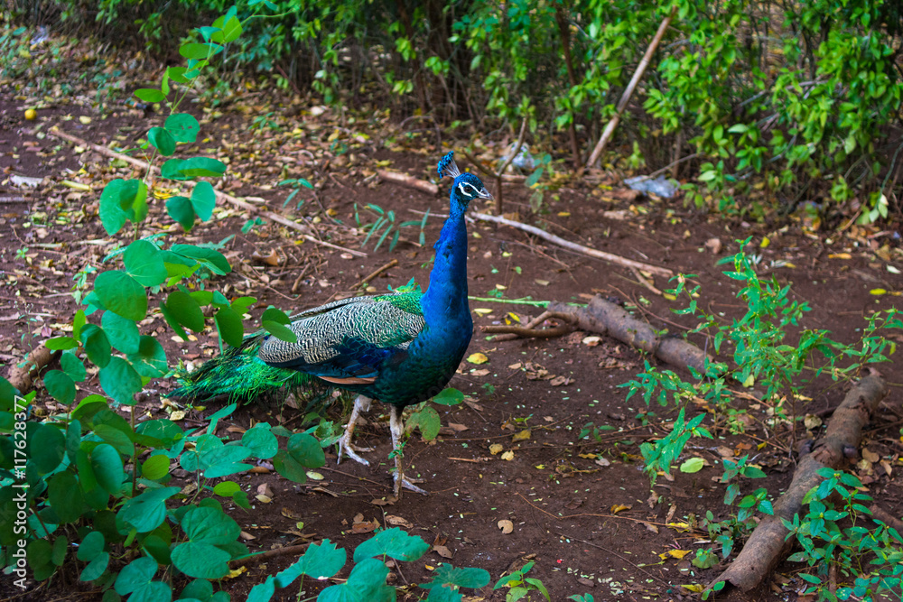 Obraz premium Beautiful Peacock walking in the forest