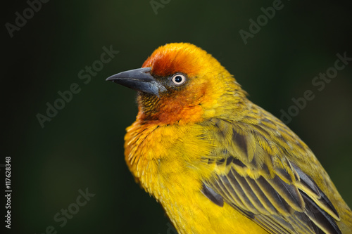 Portrait of a male Cape weaver (Ploceus capensis), South Africa. photo