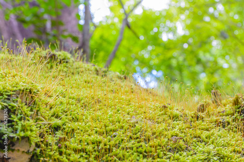 Fototapeta Naklejka Na Ścianę i Meble -  Green mos on tree in forest
