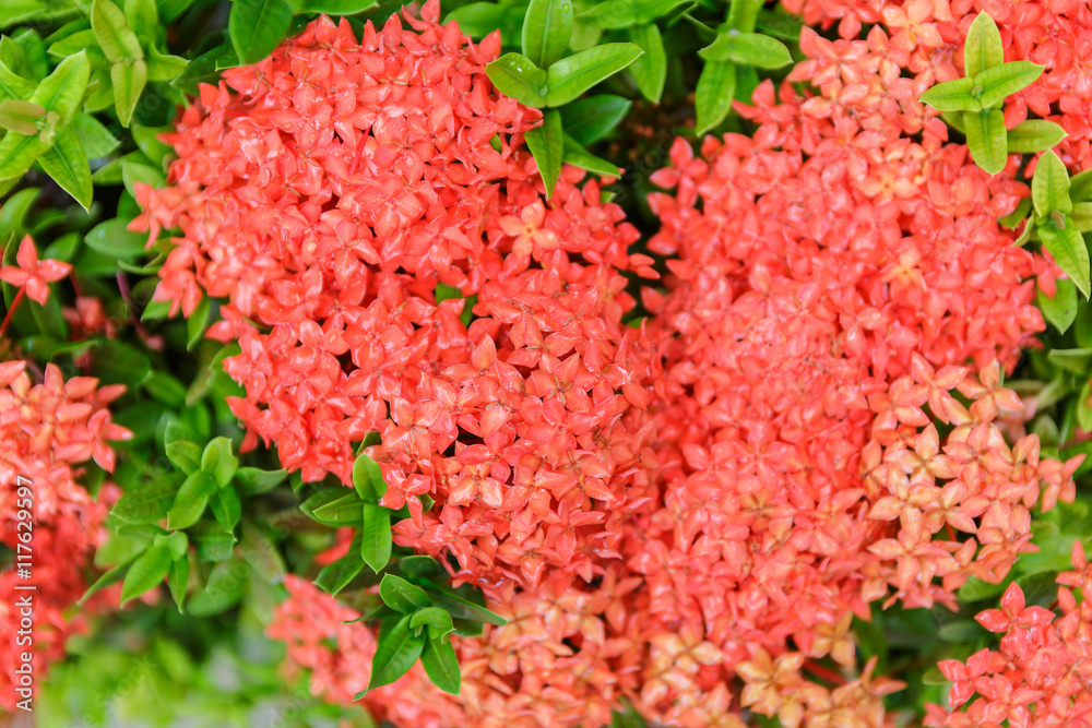 Fototapeta premium ixora flower on plant in garden, rubiaceae flower