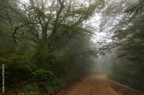 Road through misty forest