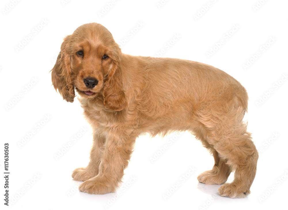 puppy cocker spaniel