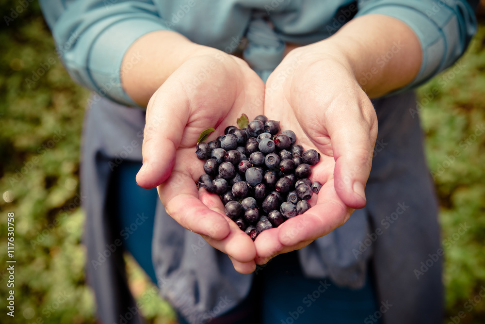 Forest blueberries in the hands of a girl Forest blueberries in the hands of a girl