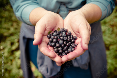 Forest blueberries in the hands of a girl 