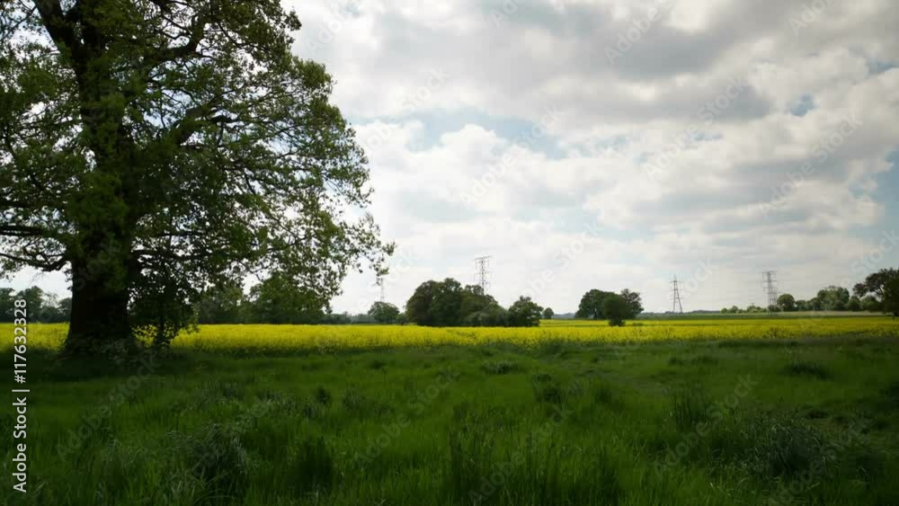beautiful tree english countryside during summer beautiful tree english countryside during summer