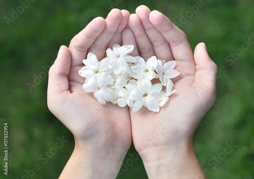 Asian girl hands holding white jasmine flowers, This flower is symbol of Thailand Mother's Day. 