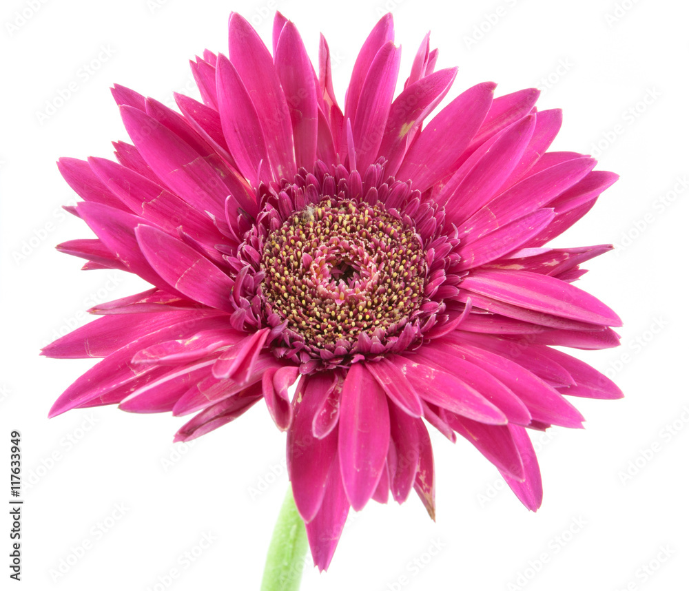 single flower
gerbera pink isolated on white background