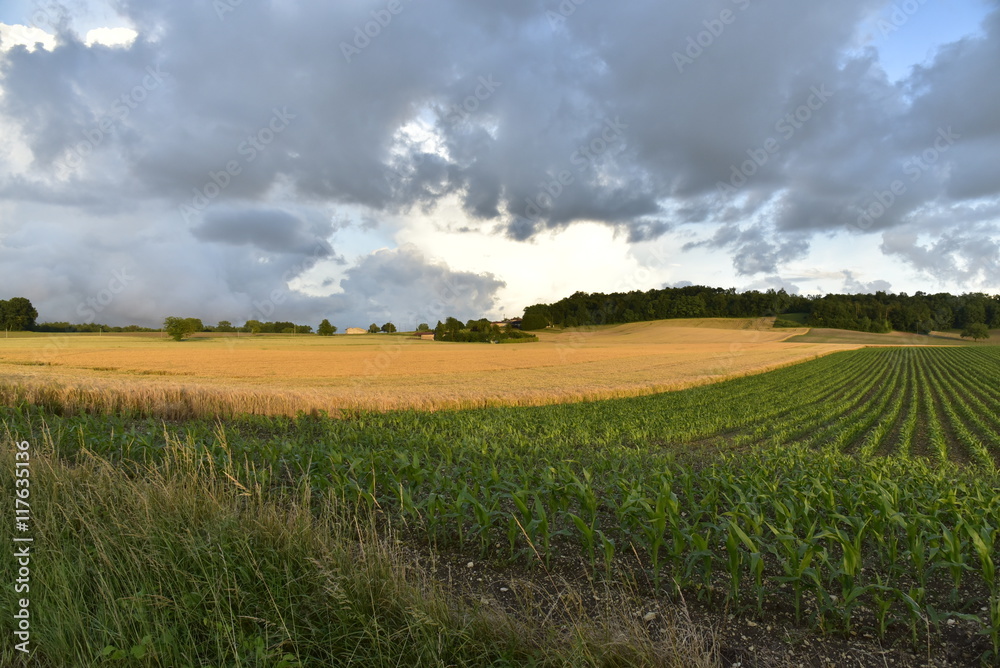 Champs de maïs et de blé au printemps sous un ciel gris avec éclaircies le soir après le passage d'un front froid