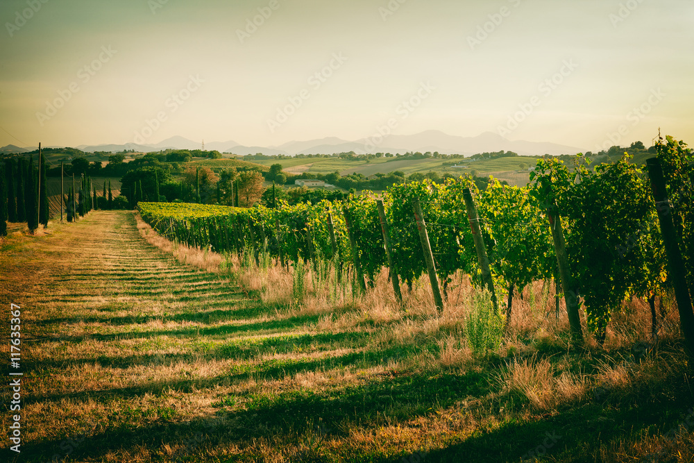Obraz premium Vineyard fields in Marche, Italy