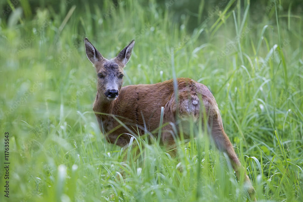 Wild roe deer in the forest Wild roe deer in the forest